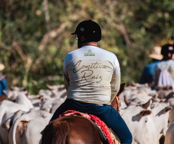 Peão tocando a boiada - Mato Grosso