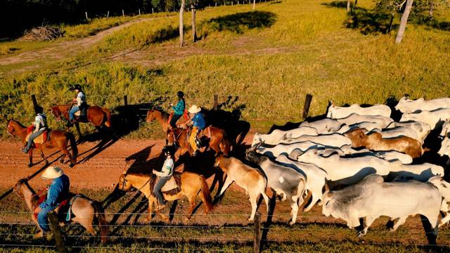 Peão tocando a boiada - Mato Grosso