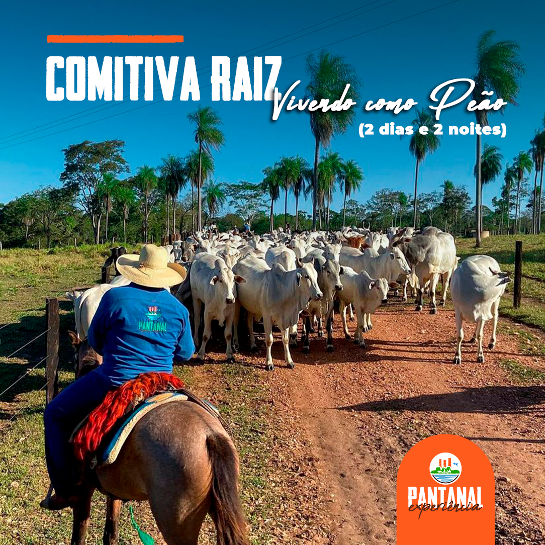 Você sabe o que é uma Comitiva Pantaneira e qual a sua importância para o  Pantanal ? - MS Por Favor